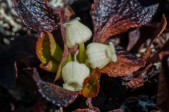 Arctostaphylos alpina - Alpine Bear Berry