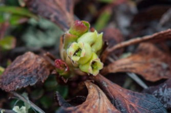 Arctostaphylos alpina - Alpine Bear Berry