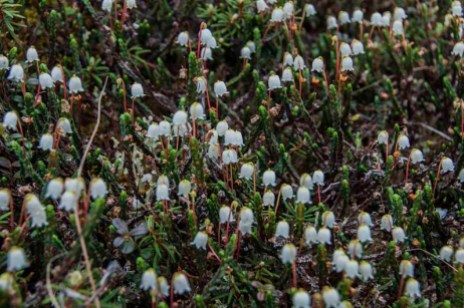Cassiope tetragona - Arctic White Heather