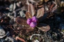Rhododendron lapponicum - Lapland Rosebay