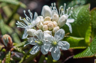 Rhododendron subarcticum - Labrador Tea