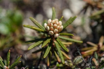 Rhododendron subarcticum - Labrador Tea