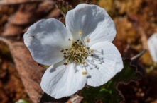 Rubus chamaemorus - Cloudberry