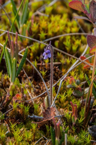 Pinguicula villosa - Hairy Butterwort