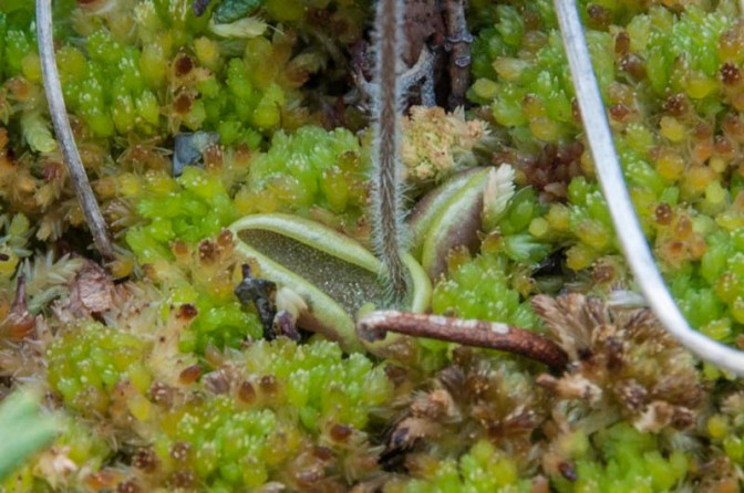Pinguicula villosa - Hairy Butterwort
