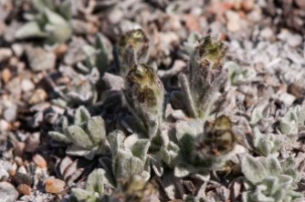 Antennaria isolepis (Greene) - Pussytoes