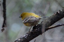 Experienced my first spring migration. I took the Chirps, Tweets and Trills bird songs course held by the Ottawa Bird Count. This helped immensely with my song identification skills.