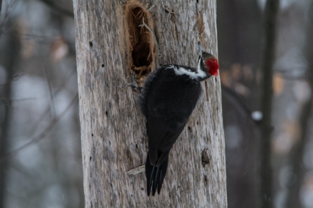 Pileated Woodpecker - reinforced retrices (tail feathers)