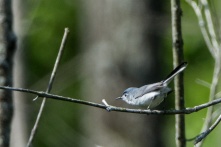 Blue-gray Gnatcatcher - Edwin M. Griffin Nature Preserve