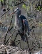 Great Blue Heron - Edwin M. Griffin Nature Preserve