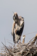 Great Blue Heron - Lake Conestee Nature Preserve