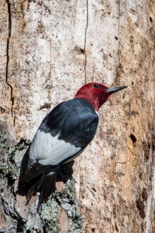 Red-headed Woodpecker - Edwin M. Griffin Nature Preserve, Spartanburg, SC