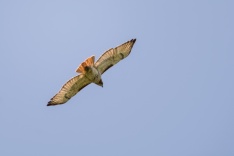 Red-tailed Hawk - Edwin M. Griffin Nature Preserve