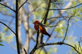 Scarlet Tanager - Edwin M. Griffin Nature Preserve