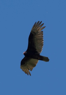 Turkey Vulture - Edwin M. Griffin Nature Preserve