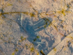 Leopard Frog in shallow pool, Sunset Valley, NB.