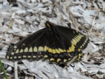 Short-tailed Swallowtail