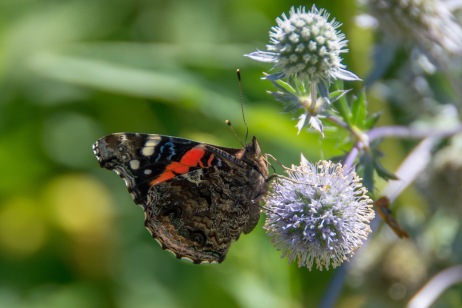 Contributed records of 35 butterfly species to the Maritimes Butterfly Atlas (Red Admiral).