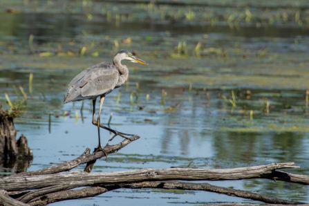Great Blue Heron - Mud Lake, Ottawa