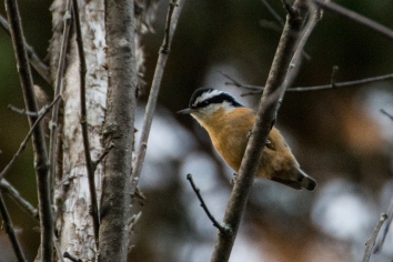 Red-breasted Nuthatch - Conroy Pit, Ottawa