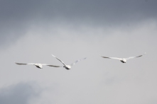 Trumpeter Swans - Luther Marsh, Grand Valley
