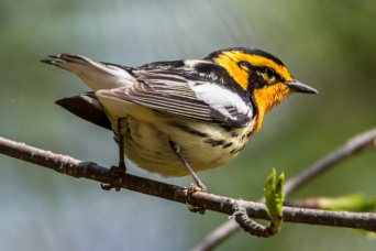Moved to Fredericton for May through August. Fell in love with Odell park and all of its wildlife (Blackburnian Warbler).