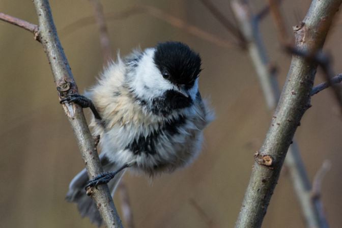 Moved to Kitchener for November and December. Continued to bird (Black-capped Chickadee).