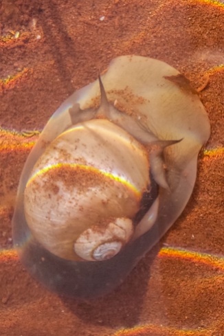 Visited tidal pools in PEI and had my first encounters with ocean life (like this Moon Snail).