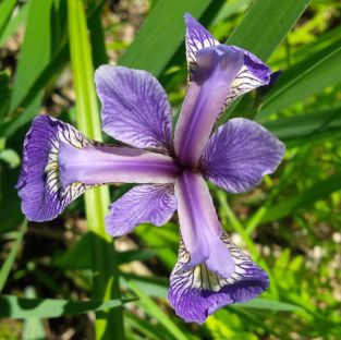 Blue Flag Iris - Cape Jourimain, NB
