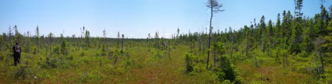 A bog in the Chignecto Isthmus, NB